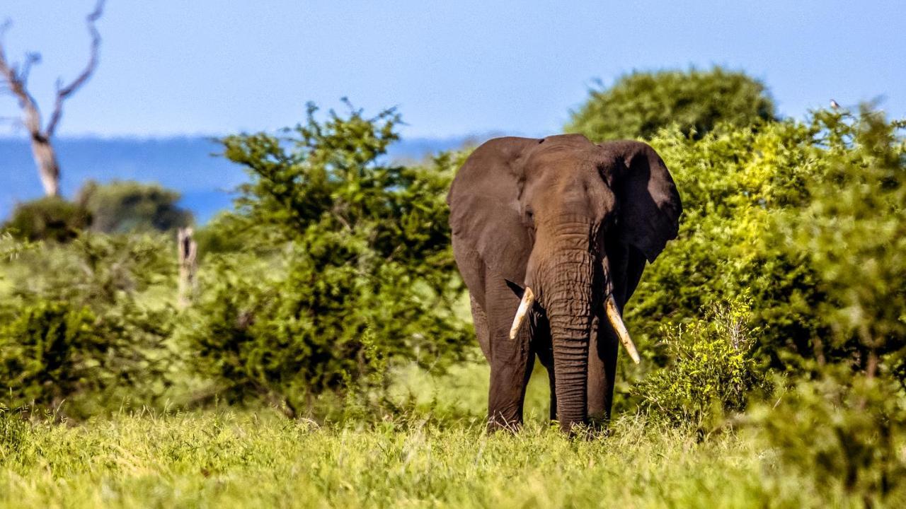 Africamps At Mackers Villa Hazyview Ngoại thất bức ảnh
